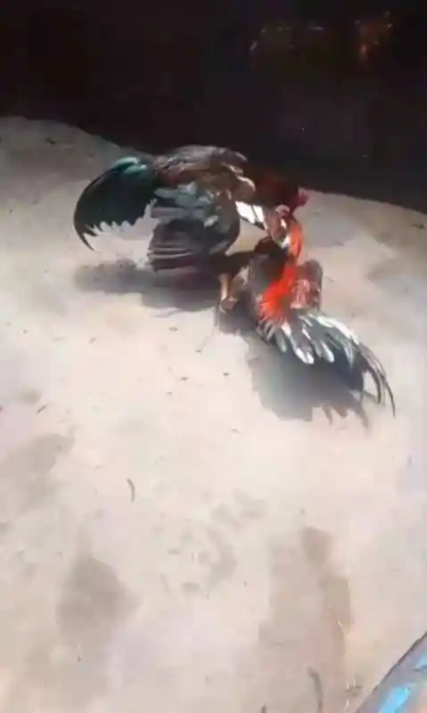 Bebasnya Sabung Ayam di Mojokerto, Penegakan Hukum Dipertanyakan