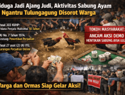 Diduga Jadi Ajang Judi, Aktivitas Sabung Ayam di Ngantru Tulungagung Disorot Warga