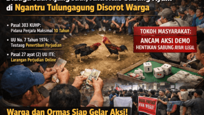Diduga Jadi Ajang Judi, Aktivitas Sabung Ayam di Ngantru Tulungagung Disorot Warga
