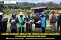 Babinsa Dampingi Ketua KTNA Panen Semangka Wujudkan Ketahanan Pangan di wilayah
