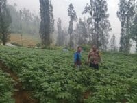 Polsek Tosari Dampingi Warga Kelola Pertanian, Pantau Lahan Kentang di Podokoyo