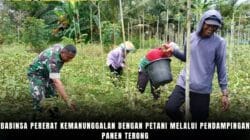 Babinsa Pererat Kemanunggalan Dengan Petani Melalui Pendampingan Panen Terong